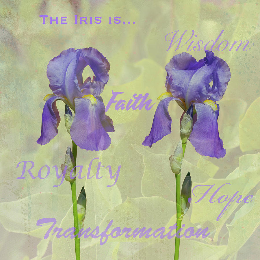 Purple Iris with Symbolism Photograph by Paul Giglia