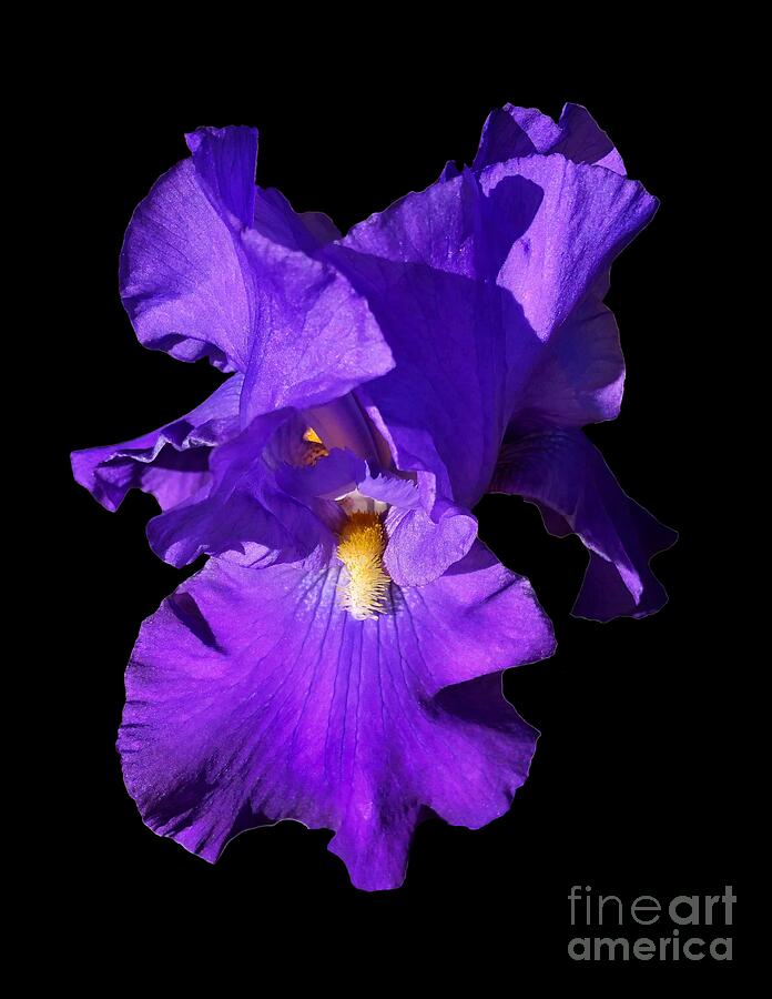 Purple Iris Photograph by Yvonne M Smith