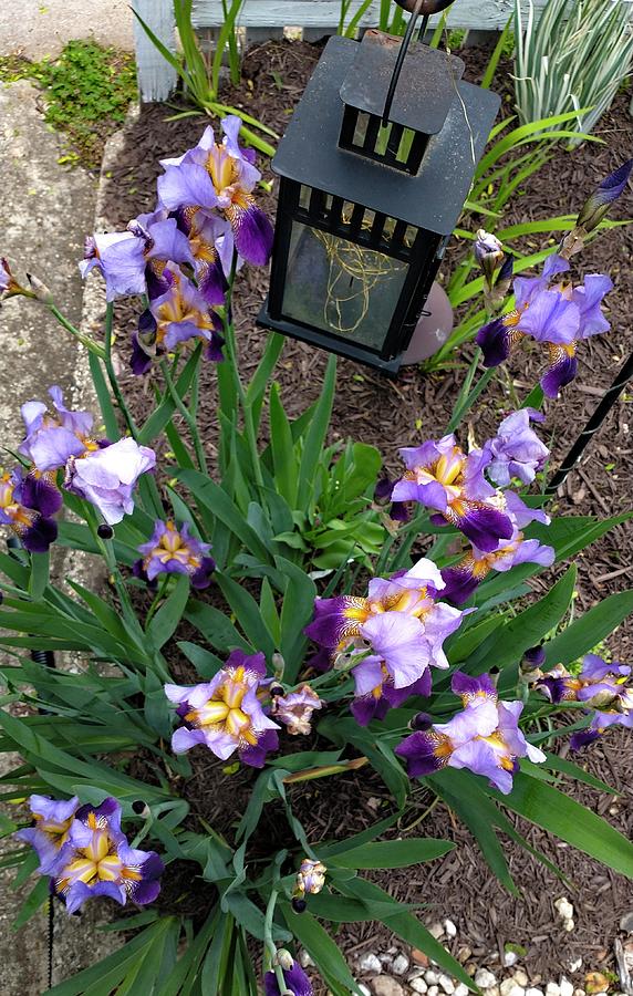 Purple Irises - above view Photograph by John Eric Goines - Fine Art ...