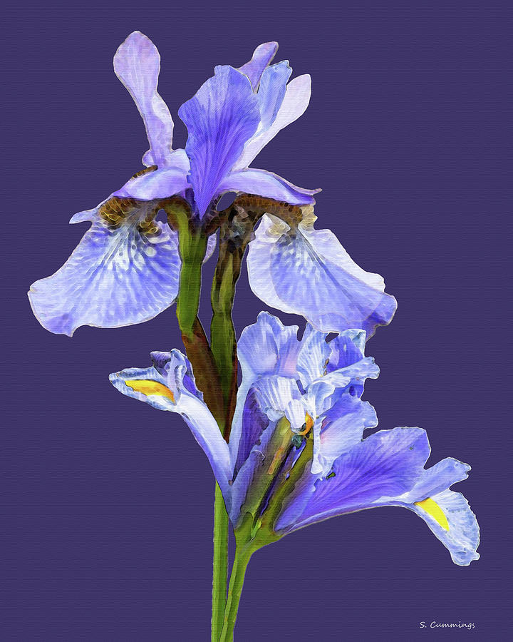 Purple Irises Art Violet Floral Garden Painting by Sharon Cummings
