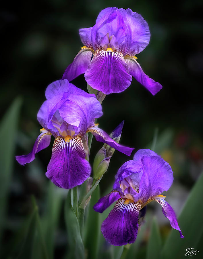 Purple Irises Photograph by Endre Balogh