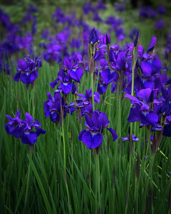 Purple Irises Field in The Garden Photograph by Lily Malor