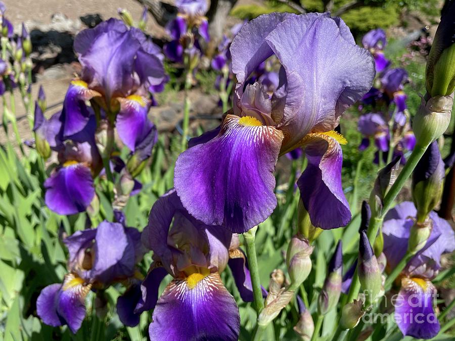 Purple Irises Galore Photograph by Carol Groenen