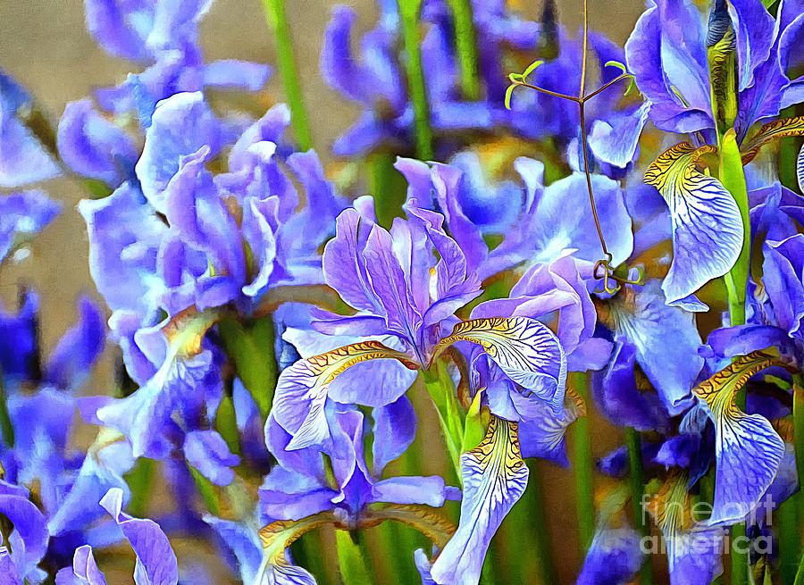 Purple Irises in May Photograph by Sea Change Vibes Fine Art America