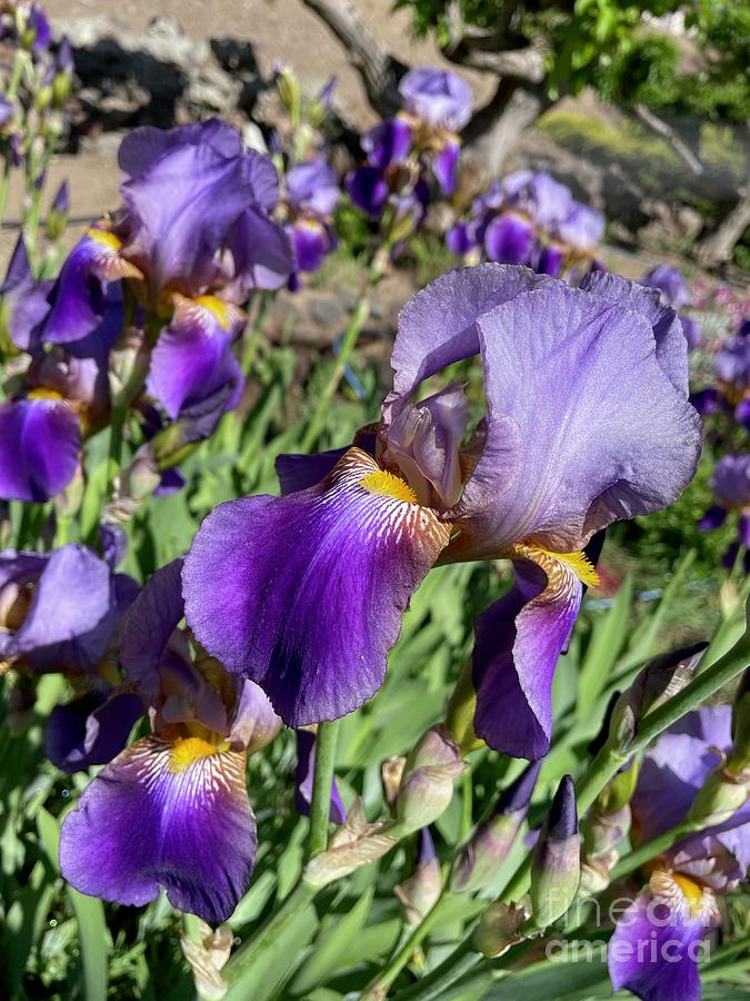Purple Irises in Spring Garden Photograph by Carol Groenen