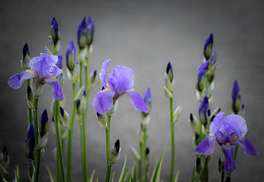 Purple Irises Photograph by Len Bomba