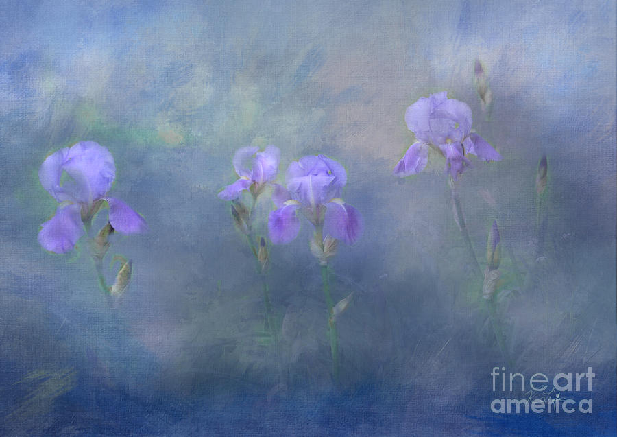 Nature Photograph - Purple Irises by Rosanna Life Nature Photograph - Purple Irises by Rosanna Life