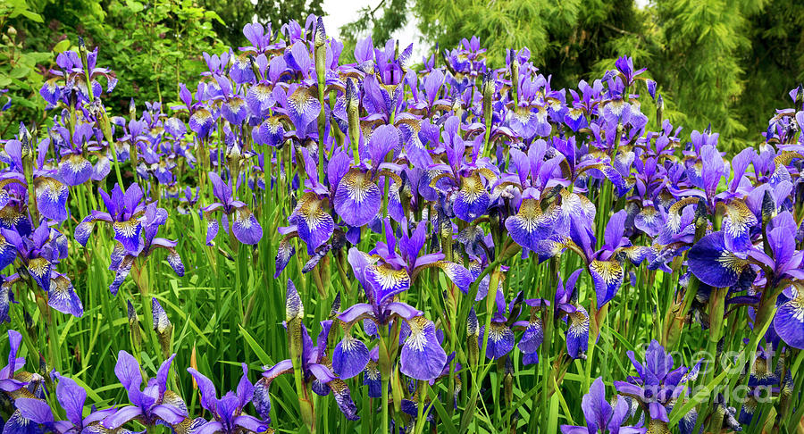 Purple Irises wide view Photograph by Maria Janicki