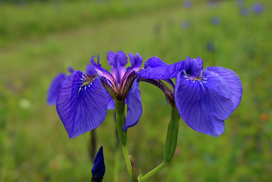 Purple Irises with Bokeh Photograph by Cathy Mahnke