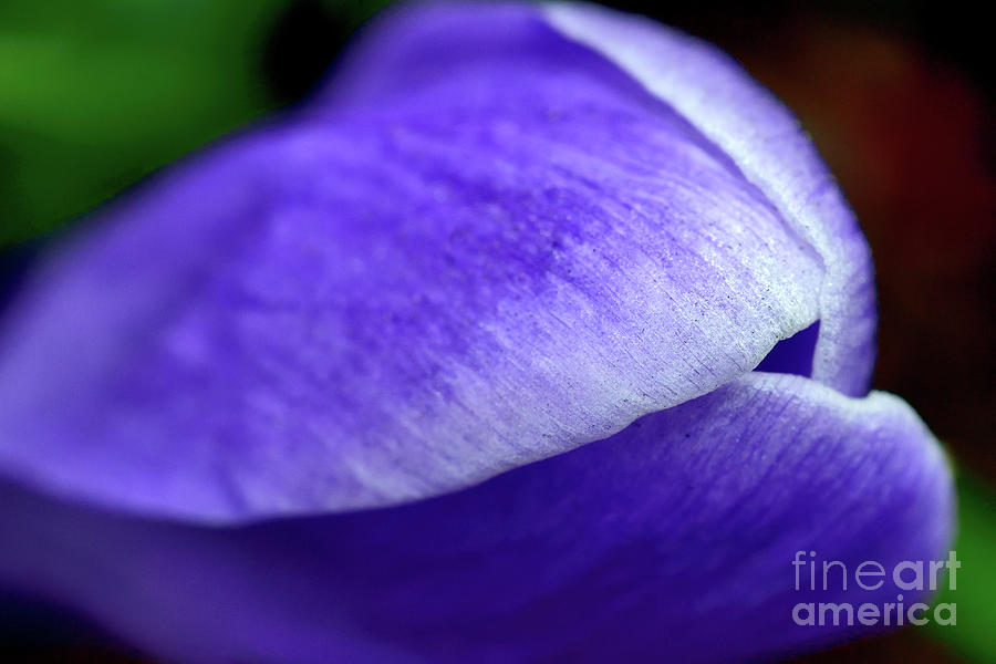 Purple Is My Favourite Color II - Spring Crocus Flowers - 11 Photograph by Terry Elniski
