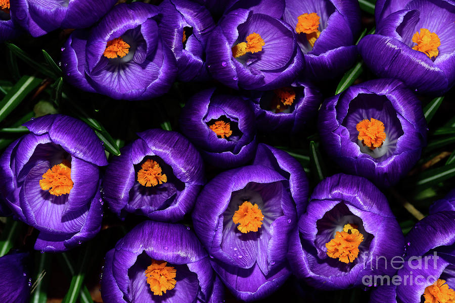 Purple Is My Favourite Color II - Spring Crocus Flowers - 12 Photograph by Terry Elniski