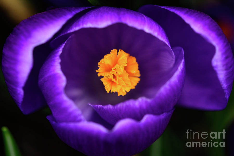 Purple Is My Favourite Color II - Spring Crocus Flowers - 13 Photograph by Terry Elniski