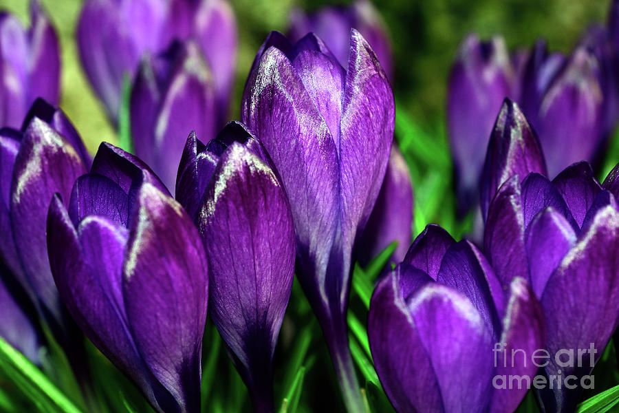 Purple Is My Favourite Color II - Spring Crocus Flowers - 14 Photograph by Terry Elniski