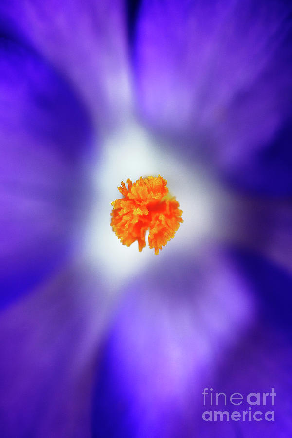 Purple Is My Favourite Color II - Spring Crocus Flowers - 16 Photograph by Terry Elniski