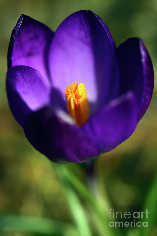 Purple Is My Favourite Color II - Spring Crocus Flowers - 17 Photograph by Terry Elniski