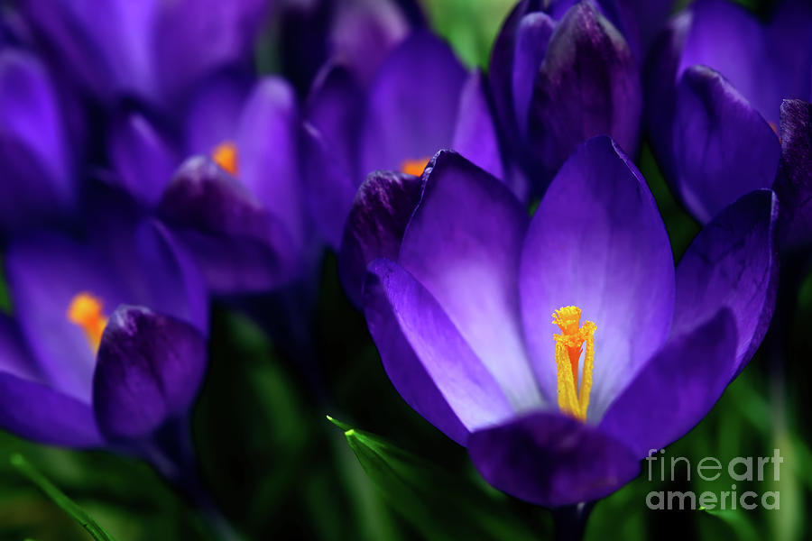 Purple Is My Favourite Color II - Spring Crocus Flowers - 20 Photograph by Terry Elniski