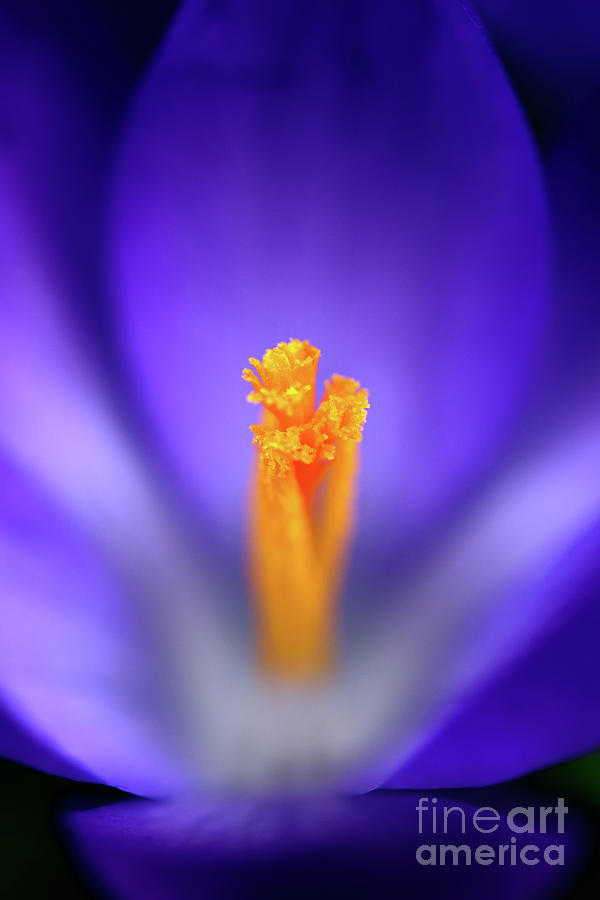 Purple Is My Favourite Color II - Spring Crocus Flowers - 21 Photograph by Terry Elniski