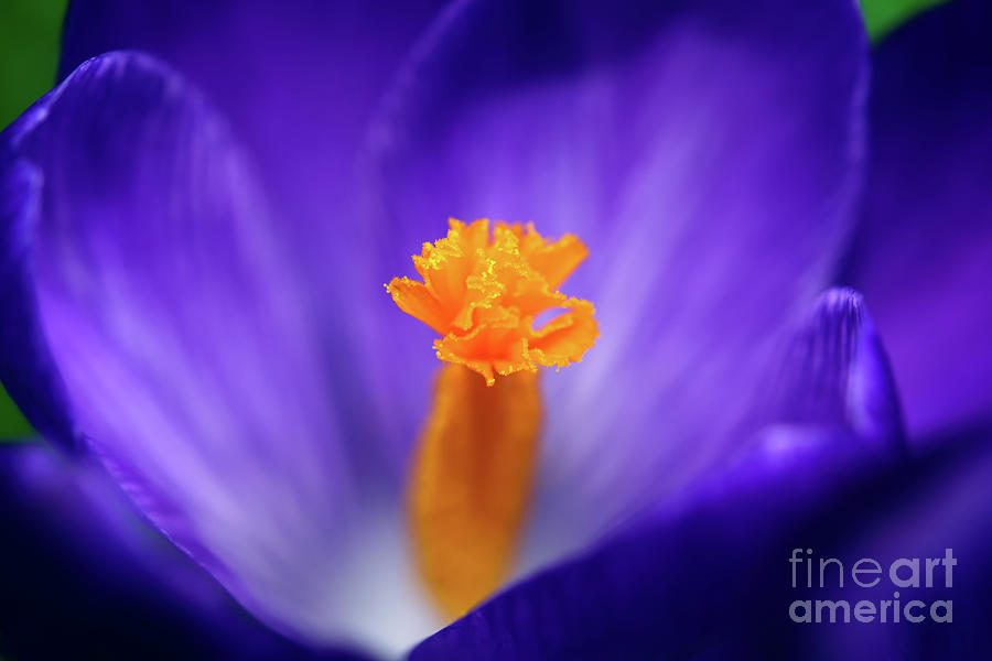 Purple Is My Favourite Color II - Spring Crocus Flowers - 7 Photograph by Terry Elniski