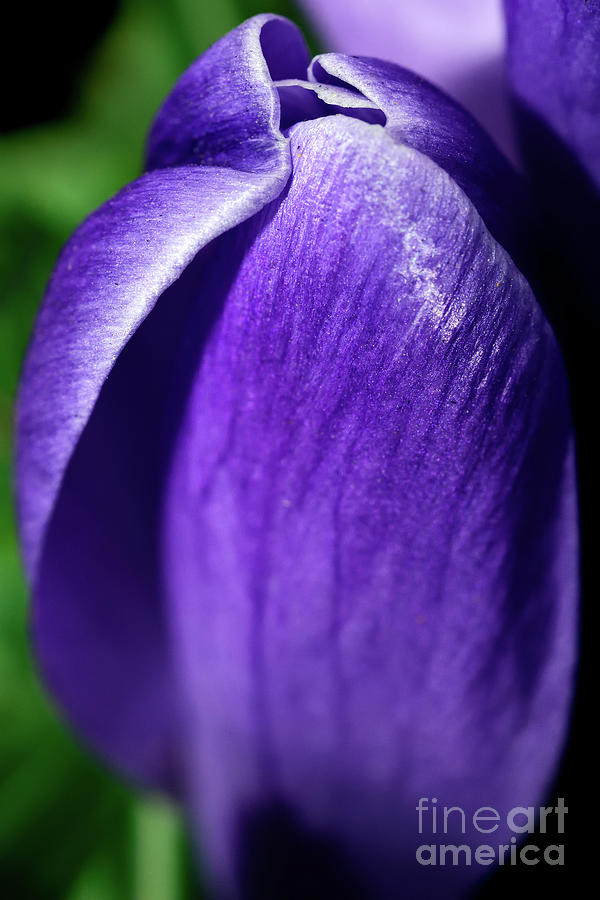 Purple Is My Favourite Color II - Spring Crocus Flowers - 9 Photograph by Terry Elniski