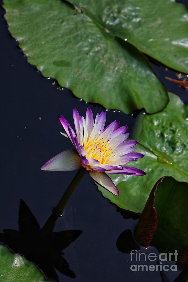 Nature Photograph - Purple Joy Waterlily Blooming  by LaDonna McCray