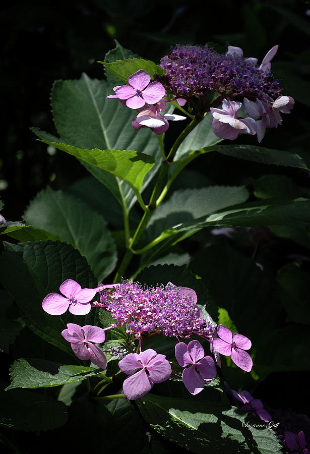 Purple Lace Cap Hydrangeas in Watercolor Photograph by Suzanne Gaff