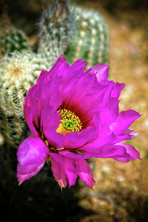 Purple Lace Hedgehog Cactus Photograph