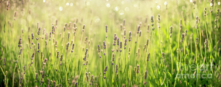 Purple lavender flower in field. Summer scenic landscape banner  Photograph by Jelena Jovanovic
