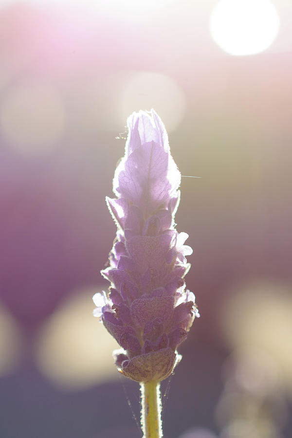 Purple lavender flower Photograph by Mike Fusaro