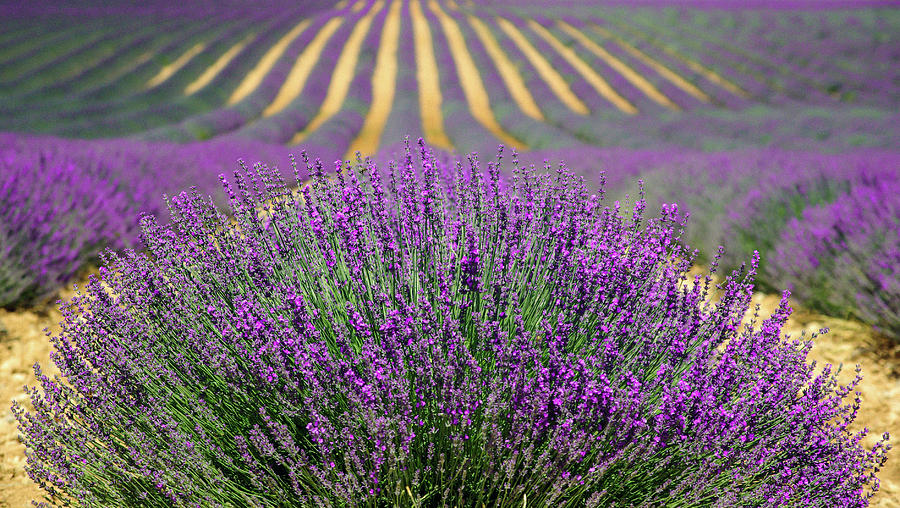 Fields of Lavender Bouquet