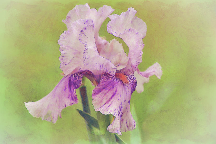 Purple Lavender Iris Flower Watercolor Style Digital Art by Gaby Ethington
