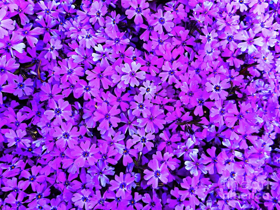 Purple Lavender Violet Mauve Phlox Blossoms Digital Art by Peter Ogden