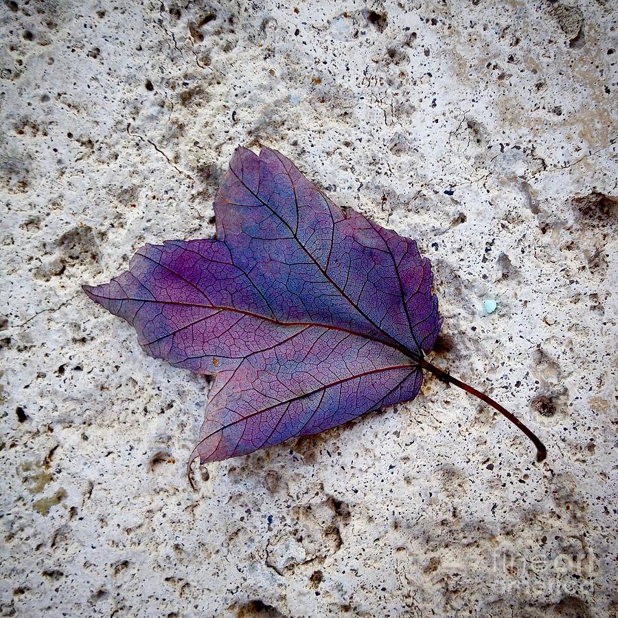 Purple Leaf Photograph by Jindra Noewi