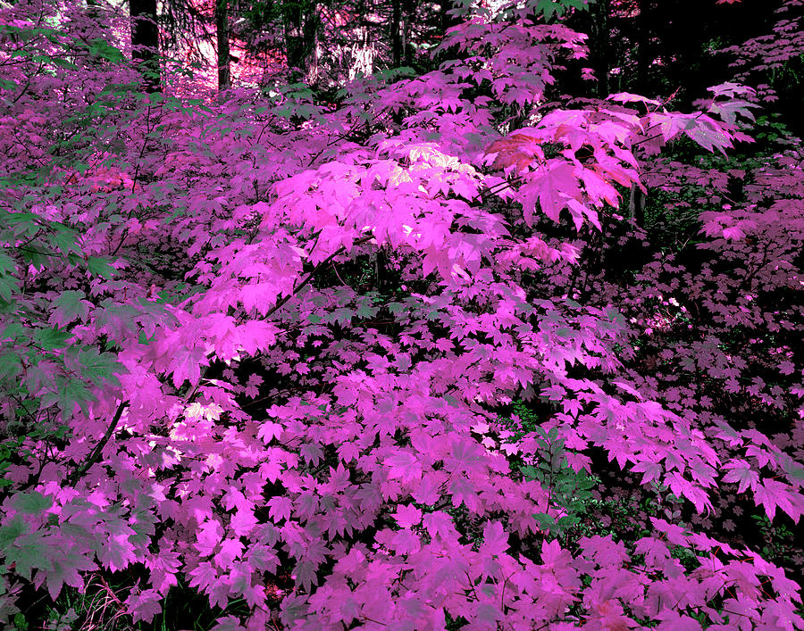 Purple Leaves  Photograph by Randy Bradley
