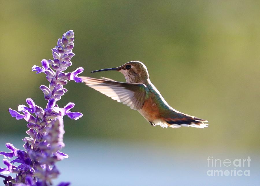 Purple Light Hummingbird Photograph by Carol Groenen