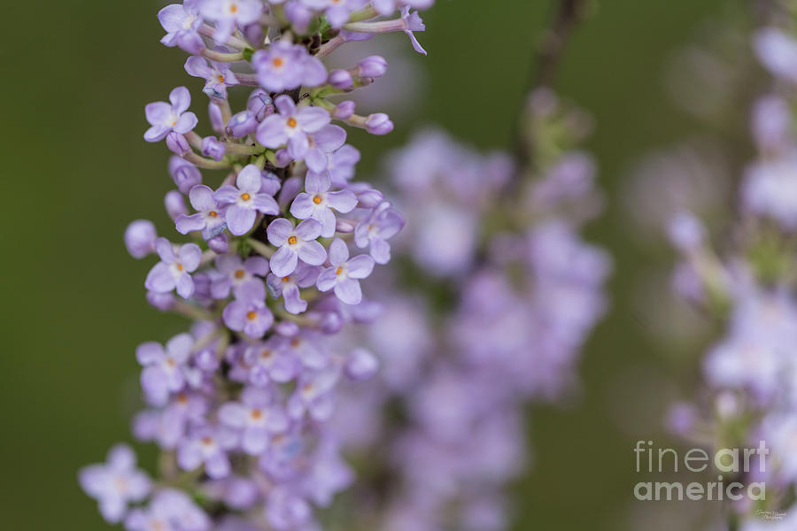 Purple Lilac Select Focus Photograph by Jennifer White
