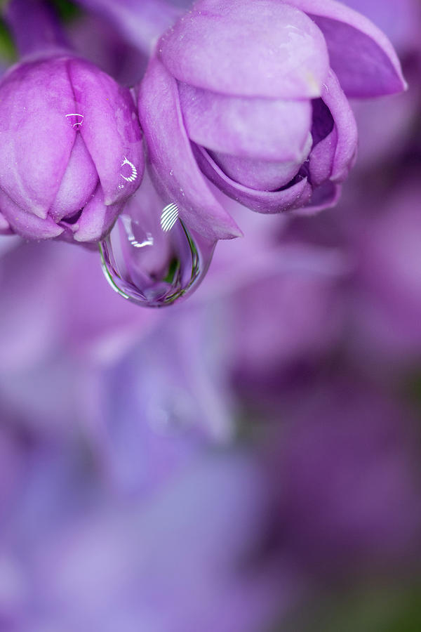 Purple Lilac Waterdrop Photograph by Crystal Wightman