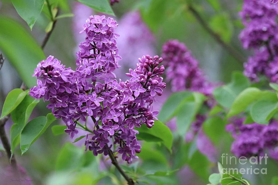 Purple Lilacs In June Photograph by Sandra Huston