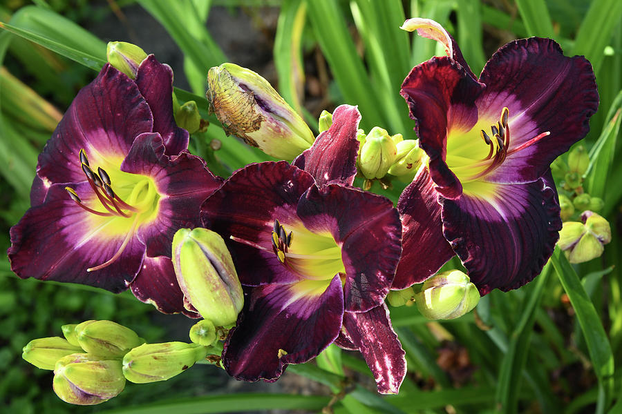 Purple Lilies Three Photograph by Robert Tubesing - Fine Art America