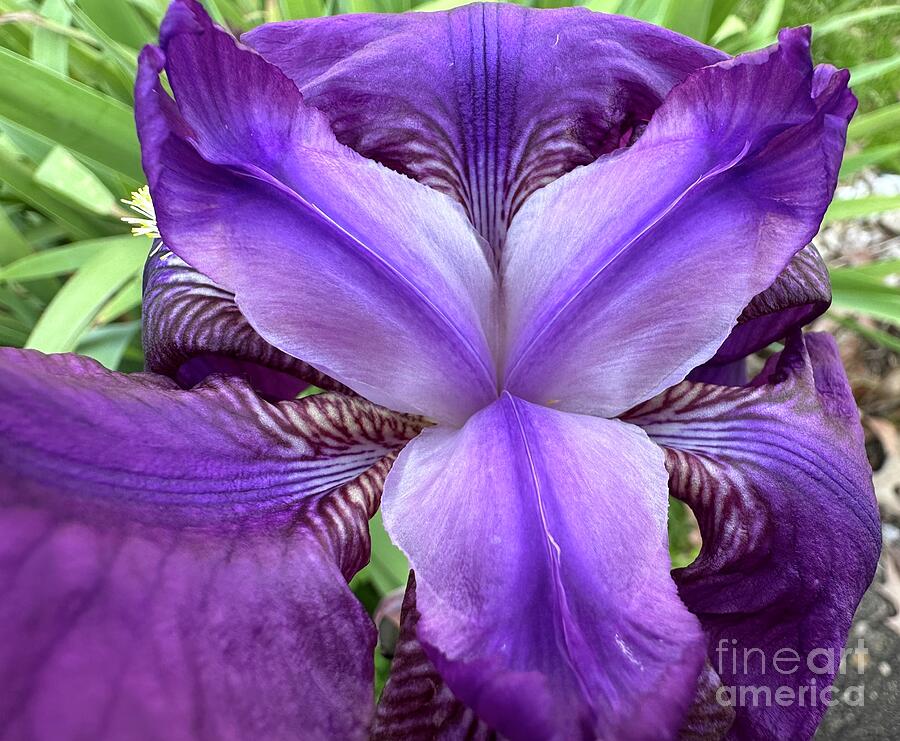 Purple Lily  Photograph by Catherine Wilson