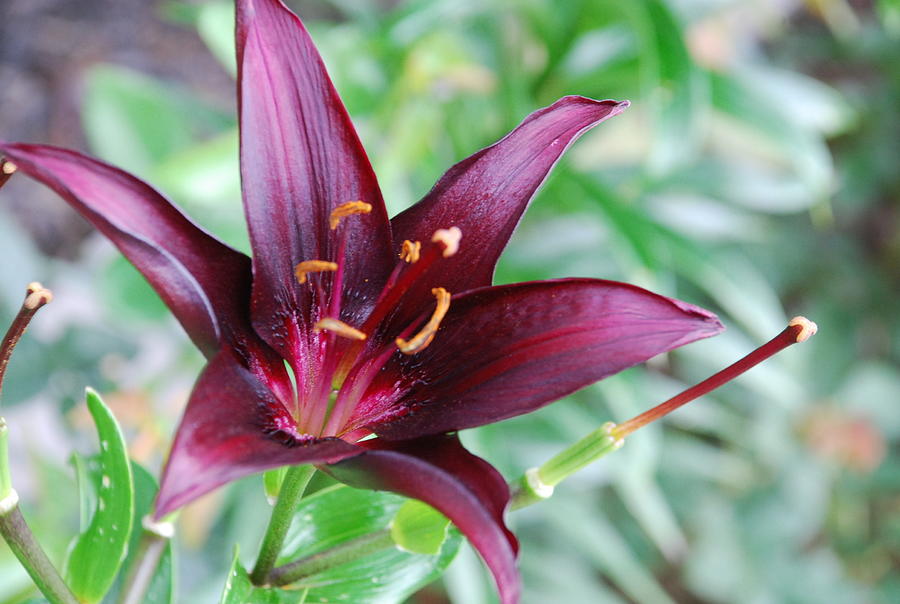 Purple Lily Photograph