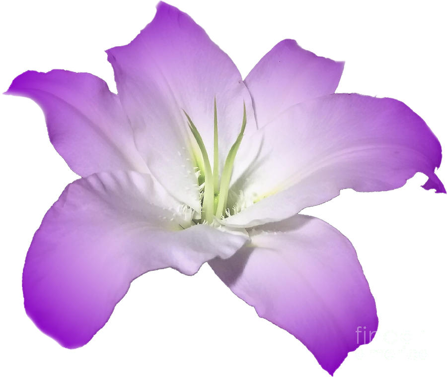 Purple Lily Flower Photograph by Delynn Addams