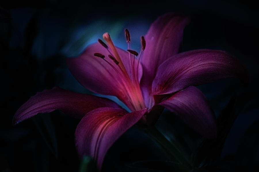 Purple Lily Photograph by Joan Han