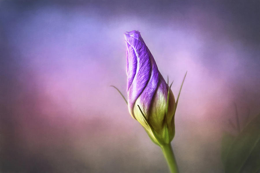 Purple Lisianthus Bud  Photograph by Carol Japp