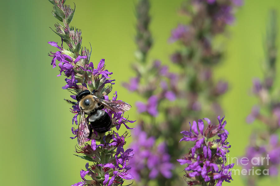 Purple Loosestrife #3 Photograph by Lorraine Cosgrove - Pixels