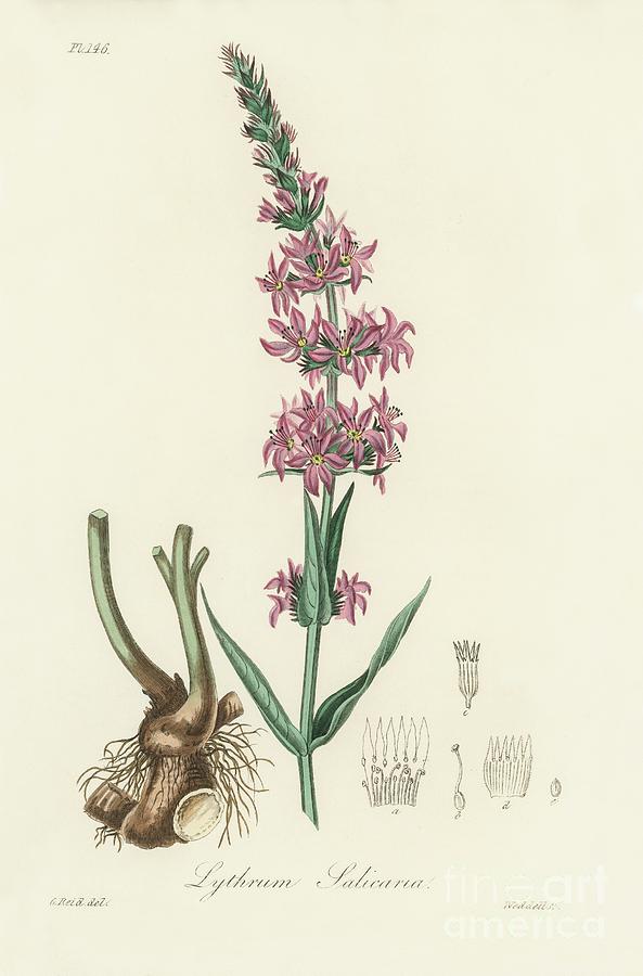 lythrum salicaria