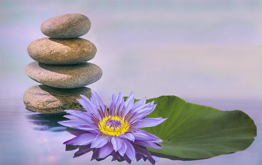 Purple Lotus and Stacked Stones Photograph by Terri Schaffer - Lifes Color