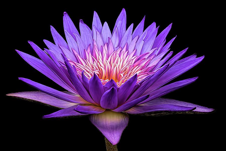purple lotus