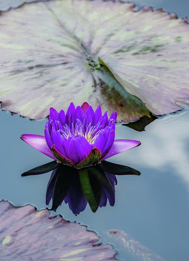 Purple Lotus Flower Photograph by Cate Franklyn