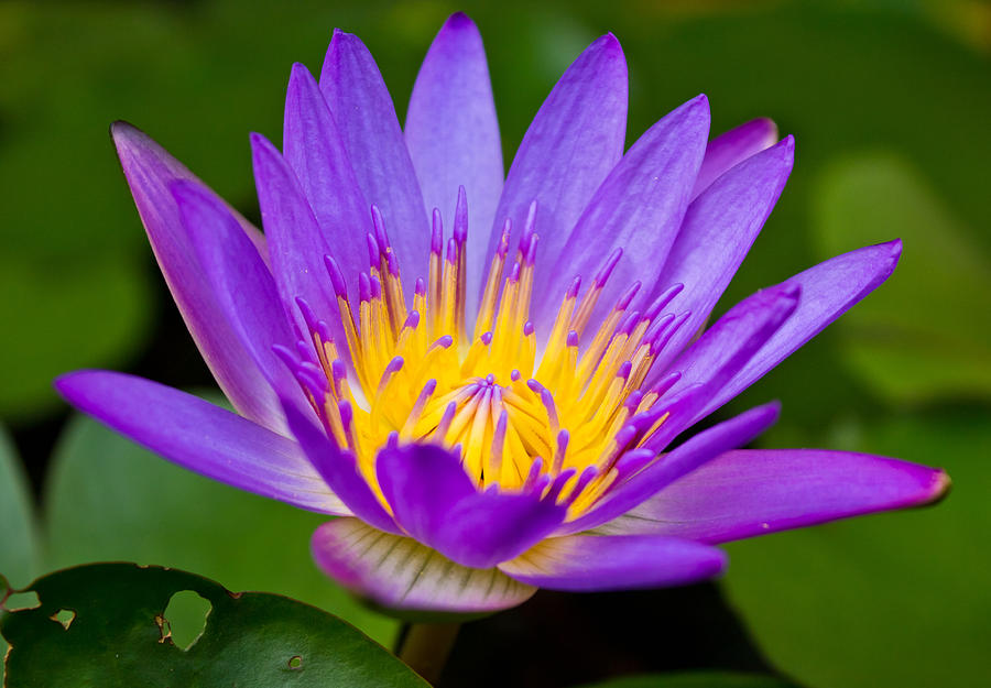 Purple lotus flower with yellow pollen. Photograph by Kurapy11