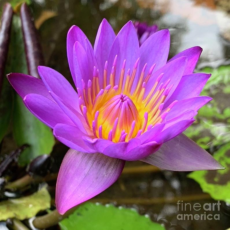 Purple Water Lily Photograph by Wendy Golden
